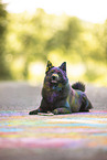 Schipperke