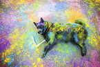 Schipperke