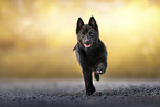 Schipperke