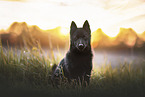 Schipperke