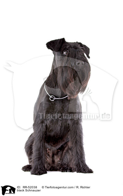 schwarzer Mittelschnauzer / black Schnauzer / RR-52038