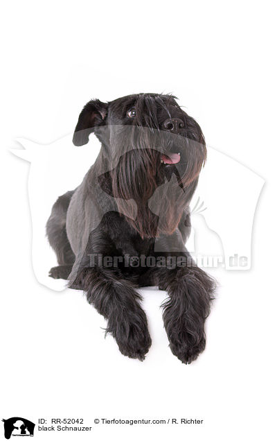 schwarzer Mittelschnauzer / black Schnauzer / RR-52042