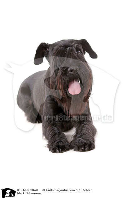 schwarzer Mittelschnauzer / black Schnauzer / RR-52049