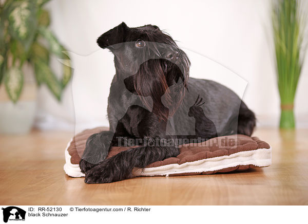 schwarzer Mittelschnauzer / black Schnauzer / RR-52130