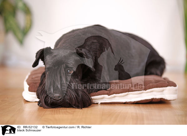 schwarzer Mittelschnauzer / black Schnauzer / RR-52132