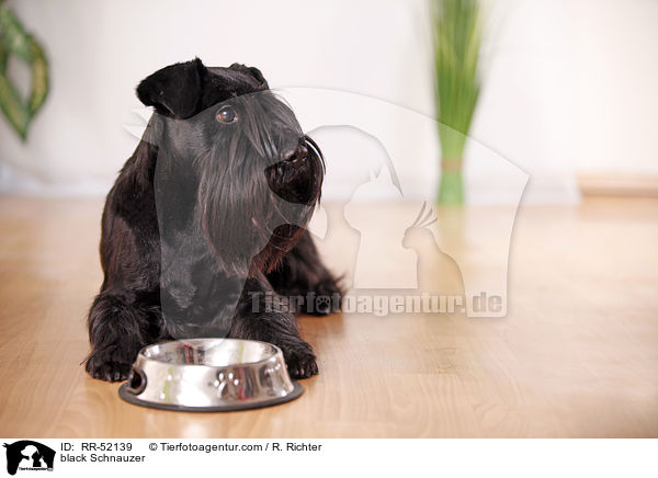 schwarzer Mittelschnauzer / black Schnauzer / RR-52139