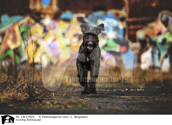 rennender Schnauzer / running Schnauzer / LB-01622