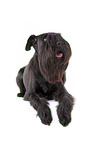 black Schnauzer