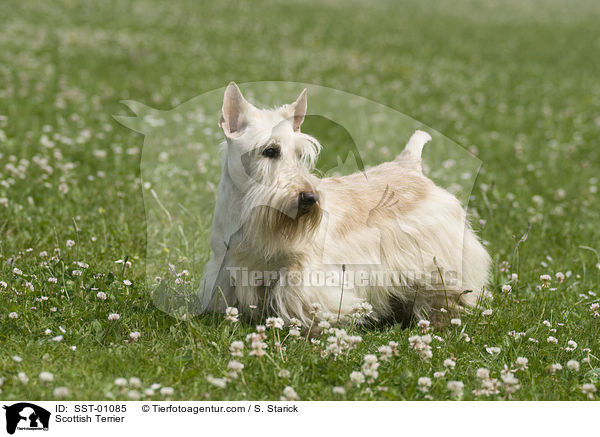 Scottish Terrier / Scottish Terrier / SST-01085
