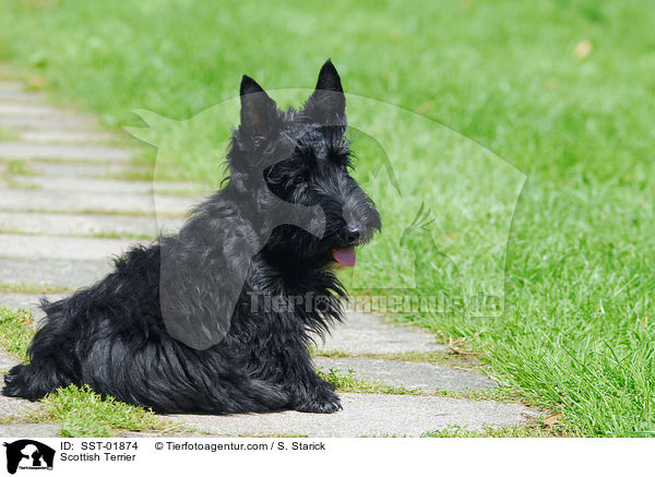 Scottish Terrier / Scottish Terrier / SST-01874