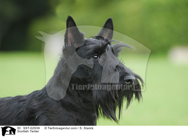 Scottish Terrier / Scottish Terrier / SST-02939