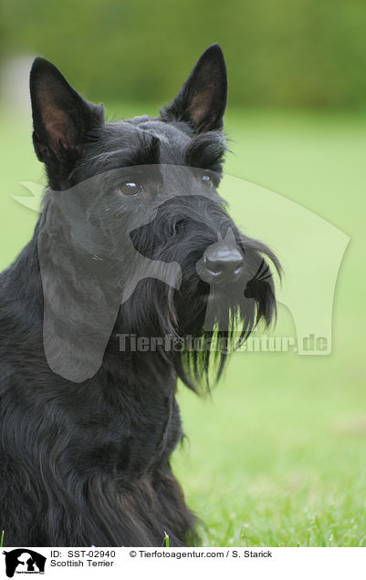 Scottish Terrier / SST-02940