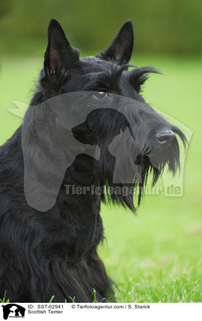 Scottish Terrier / SST-02941