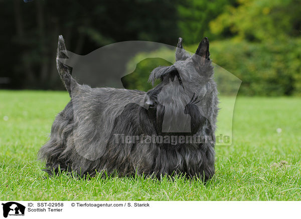 Scottish Terrier / SST-02958