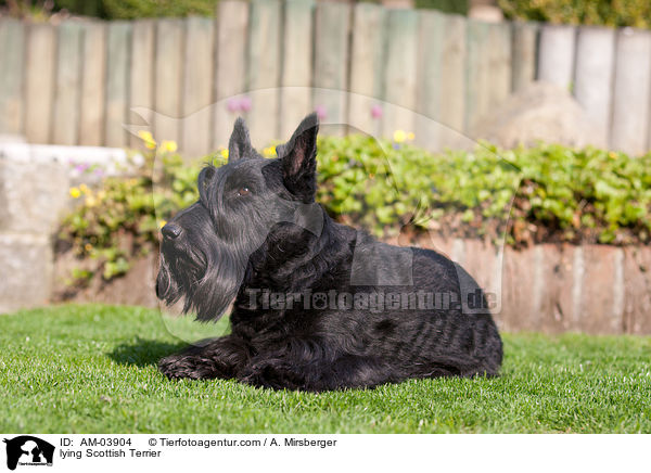 liegender Scottish Terrier / lying Scottish Terrier / AM-03904