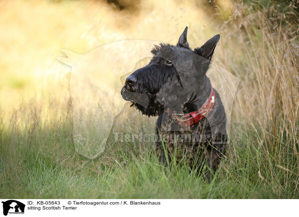 sitzender Scottish Terrier / sitting Scottish Terrier / KB-05643