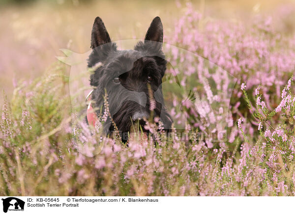 Scottish Terrier Portrait / KB-05645