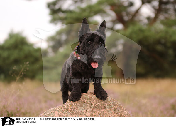Scottish Terrier / Scottish Terrier / KB-05646