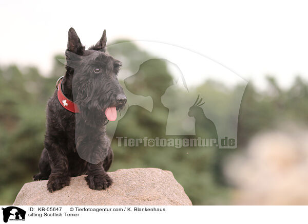 sitzender Scottish Terrier / sitting Scottish Terrier / KB-05647