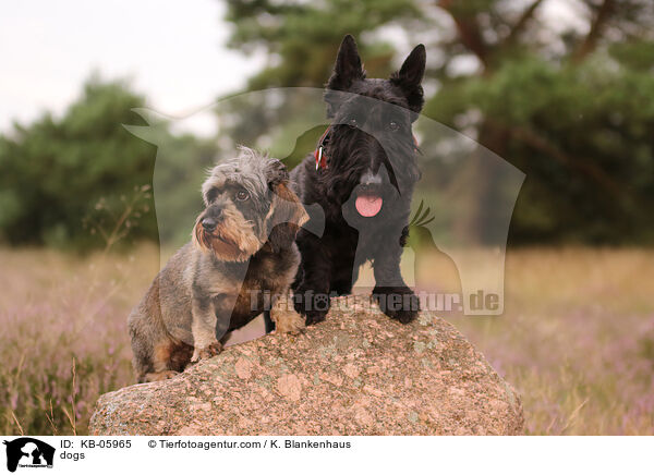 dogs / KB-05965