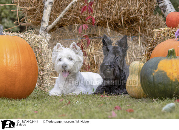 2 Hunde / 2 dogs / MAH-02441