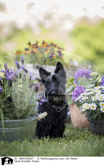 schwarzer Scottish Terrier / black Scottish Terrier / MAH-02827