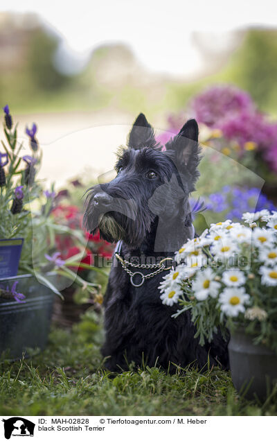 schwarzer Scottish Terrier / black Scottish Terrier / MAH-02828