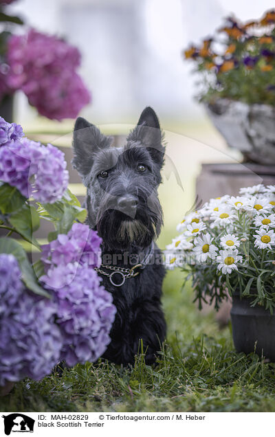 schwarzer Scottish Terrier / black Scottish Terrier / MAH-02829