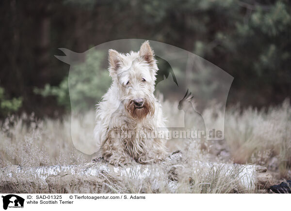 white Scottish Terrier / SAD-01325