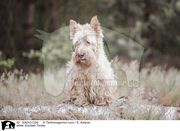 white Scottish Terrier / SAD-01326