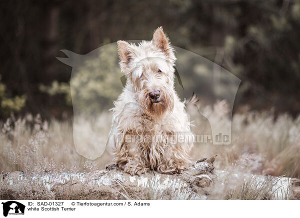 weier Scottish Terrier / white Scottish Terrier / SAD-01327