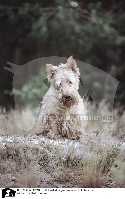 white Scottish Terrier / SAD-01328