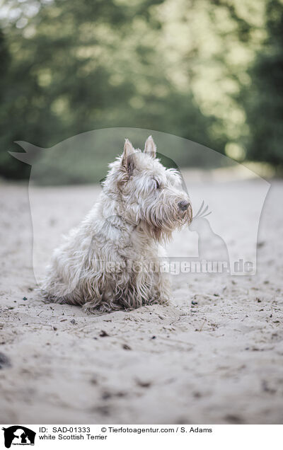 white Scottish Terrier / SAD-01333