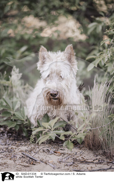 white Scottish Terrier / SAD-01334