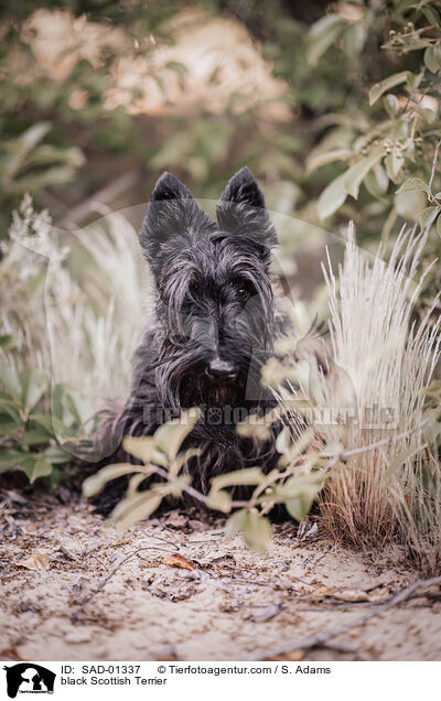 black Scottish Terrier / SAD-01337