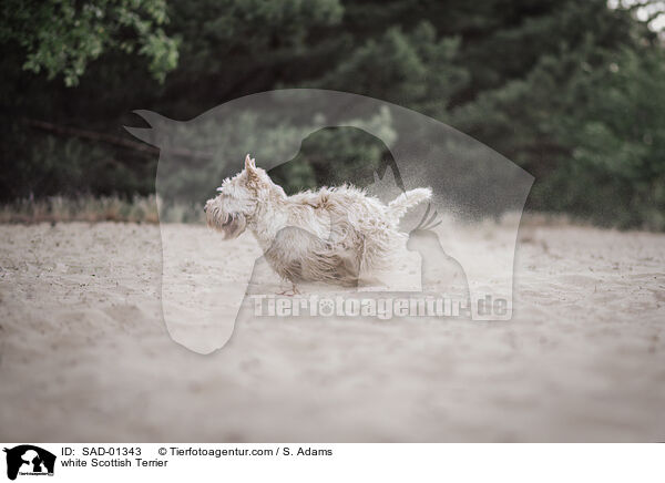 white Scottish Terrier / SAD-01343