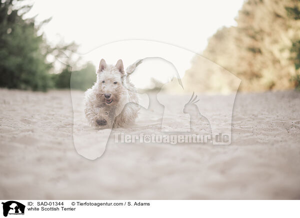 weier Scottish Terrier / white Scottish Terrier / SAD-01344