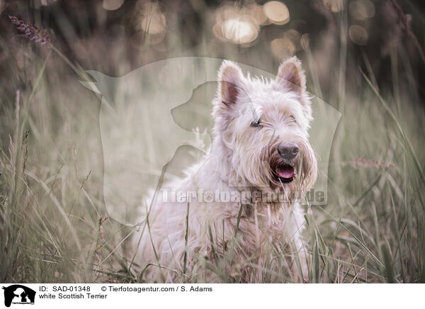 white Scottish Terrier / SAD-01348