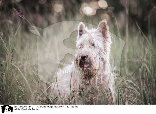 white Scottish Terrier / SAD-01349