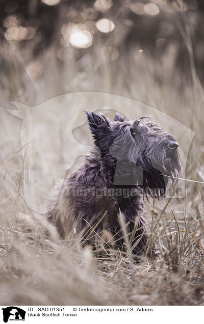 schwarzer Scottish Terrier / black Scottish Terrier / SAD-01351