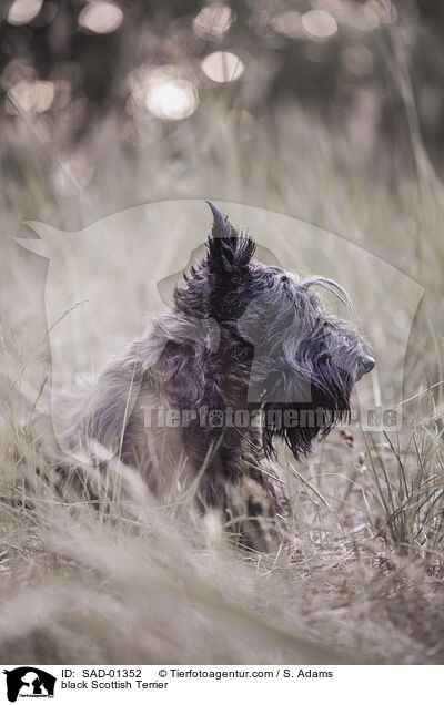 schwarzer Scottish Terrier / black Scottish Terrier / SAD-01352