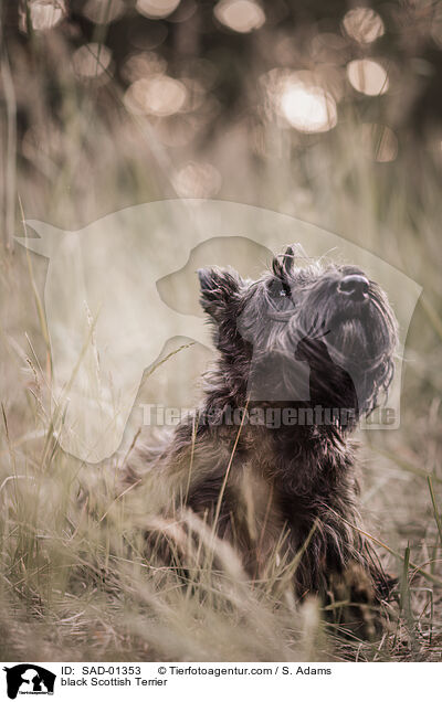 schwarzer Scottish Terrier / black Scottish Terrier / SAD-01353