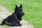 Scottish Terrier