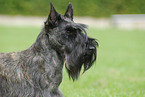 Scottish Terrier