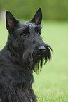 Scottish Terrier