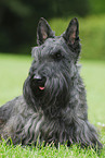 Scottish Terrier