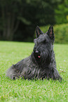 Scottish Terrier