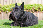 lying Scottish Terrier