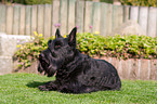 lying Scottish Terrier