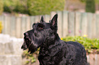 Scottish Terrier Portrait